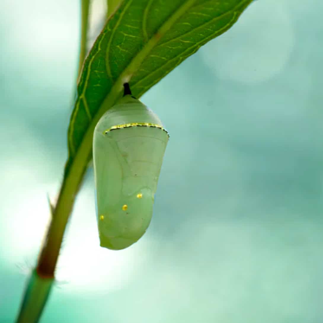 monarch cocoon