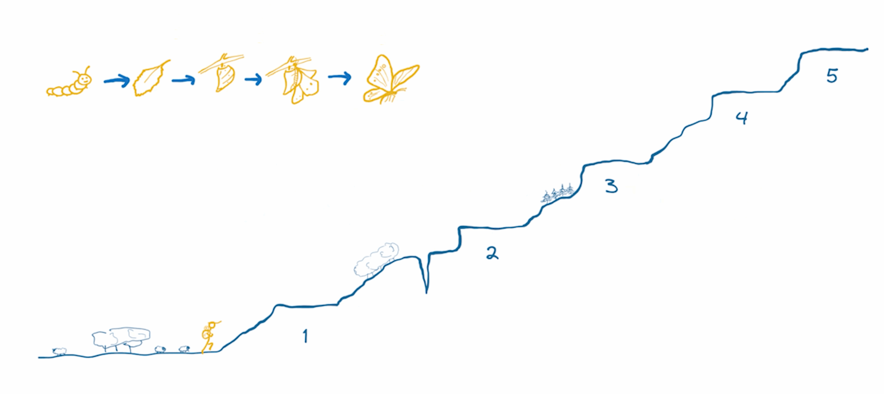 programme le papillon Morpho Menelaus Adela Ciurea